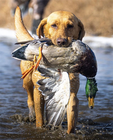 Yellow Labrador Retriever Hunting Dog For Sale