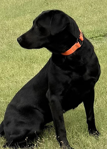 Black Labrador Retriever Hunting Dog For Sale