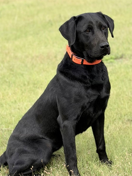 Labrador Retriever Hunting Dog For Sale