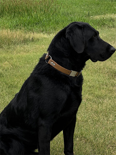 Labrador Retriever Hunting Dog For Sale