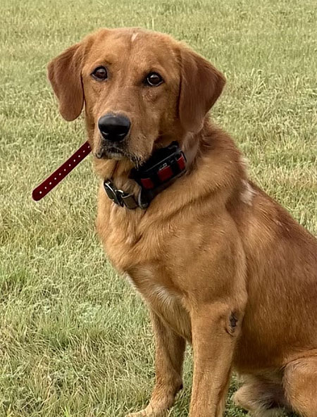 Labrador Retriever Hunting Dog For Sale