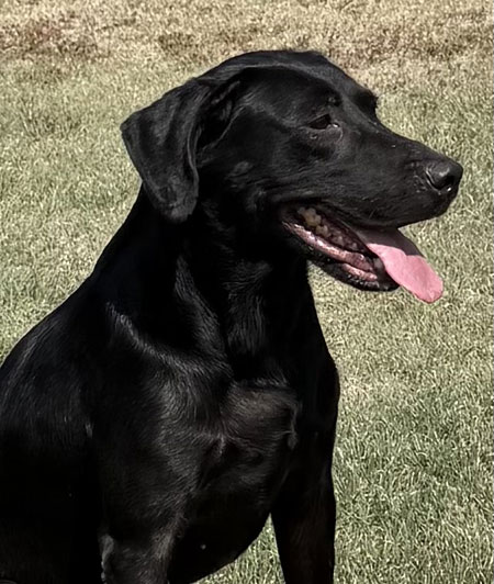 Black Labrador Retriever Hunting Dog For Sale