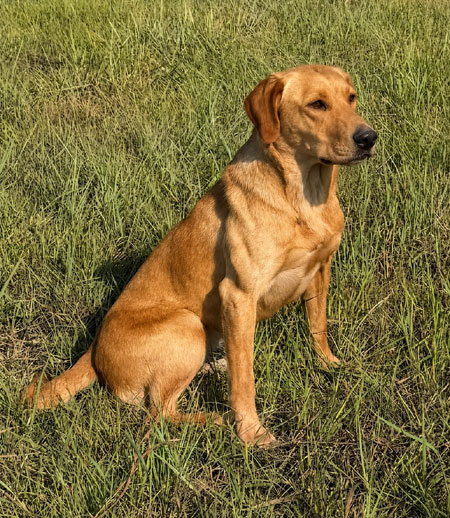 Yellow Labrador Retriever Hunting Dog For Sale