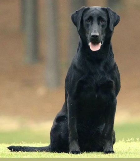 finished duck dogs for sale