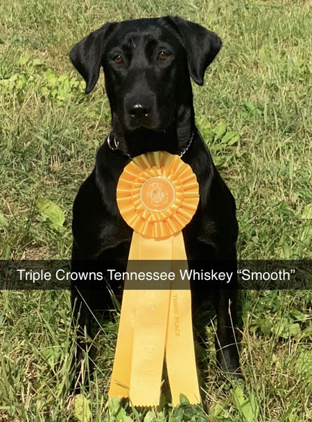 kong paracord harness