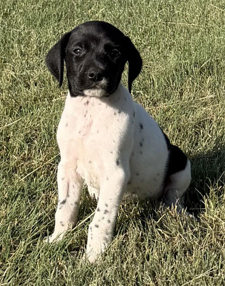 Male German Shorthaired Pointer Puppy for Sale