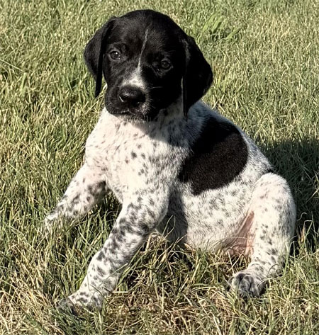 Female German Shorthaired Pointer Puppy for Sale