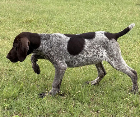 Male German Shorthaired Pointer Puppy for Sale