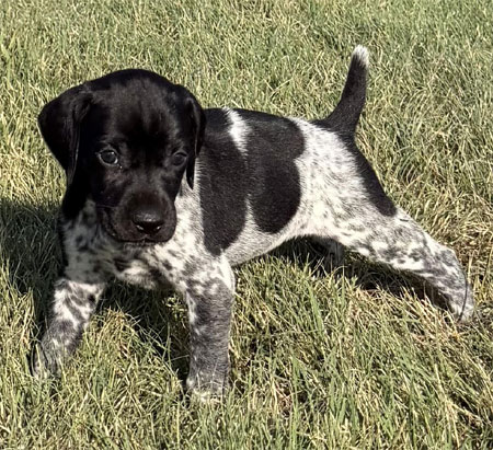 Female German Shorthaired Pointer Pup for Sale