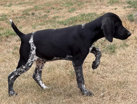 German Shorthair Hunting Dog For Sale