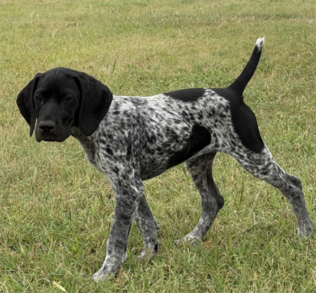 Female German Shorthiared Pointer Pup for Sale
