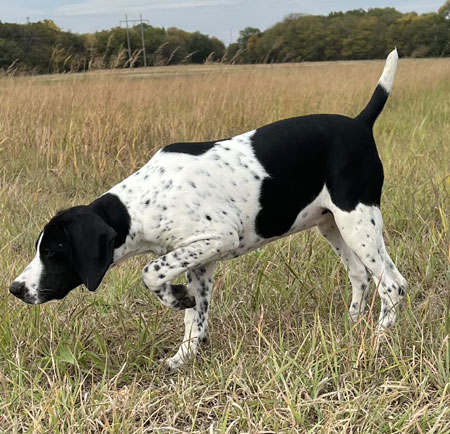 German Shorthair Hunting Dog For Sale