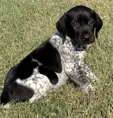 Male German Shorthaired Pointer Puppy for sale