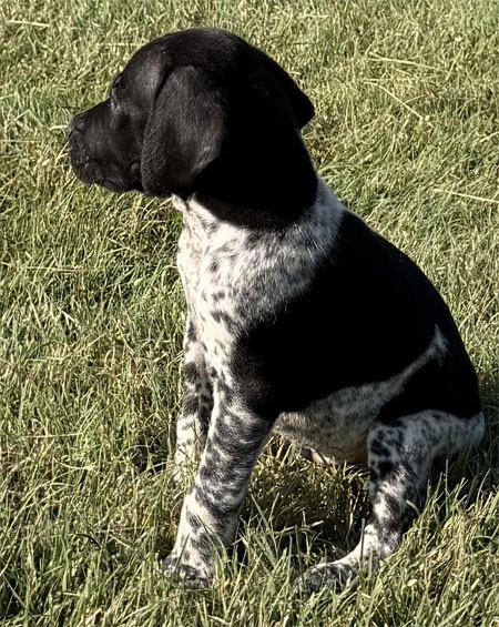 Male German Shorthaired Pointer Pup for Sale