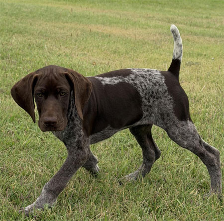 Female German Shorthaired Pointer Puppy for Sale