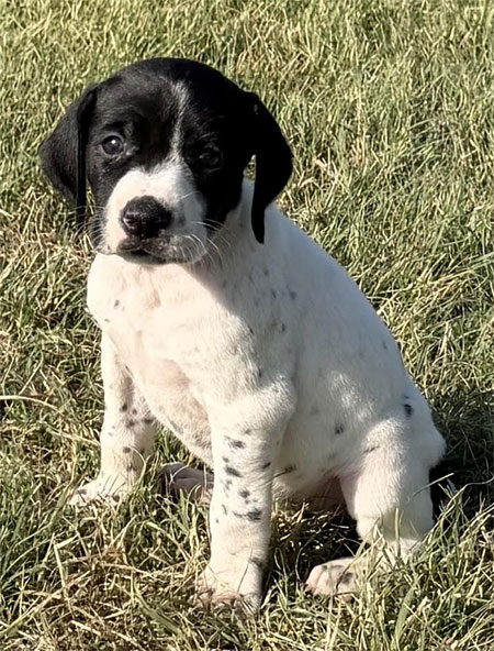 Female German Shorthaired Pointer Puppy for sale