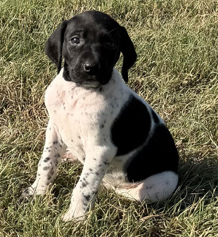 Female German Shorthaired Pointer Pup for sale