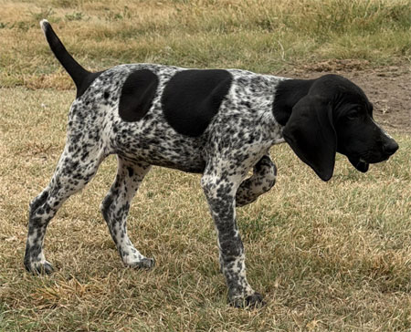 German Shorthair Hunting Dog For Sale