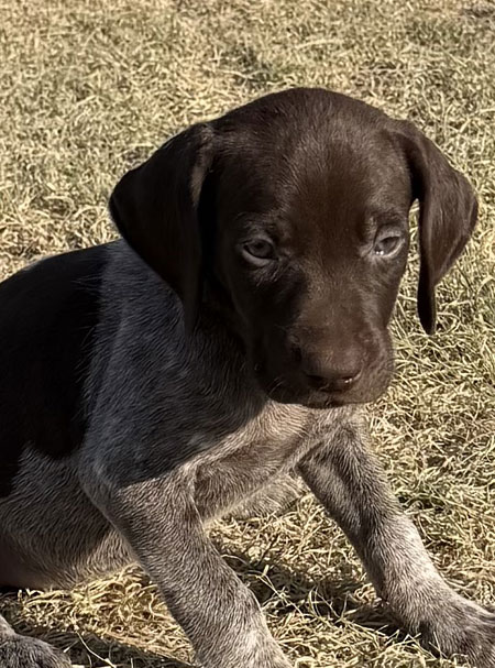 Female German shorthaired Pointer Puppy for sale