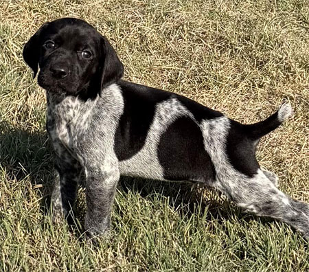 Male German Shorthaired Pointer Puppy for Sale