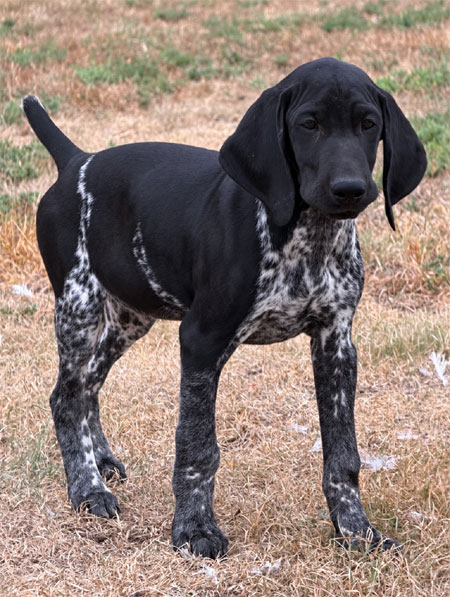 German Shorthair Hunting Dog For Sale