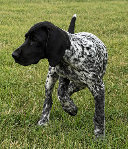 Female German Shorthaired Pointer Puppy for Sale