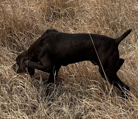 German Shorthair Hunting Dog For Sale