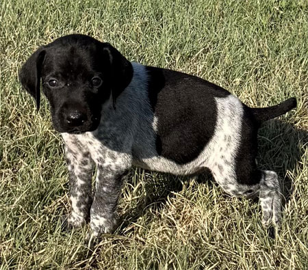 Male German Shorthaired Pointer Pup for Sale