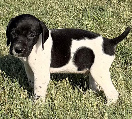 Male German Shorthaired Pointer Pup for Sale