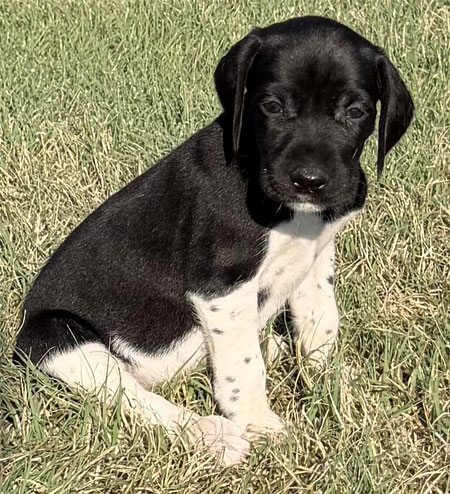 Female German Shorthaired Pointer Puppy for Sale