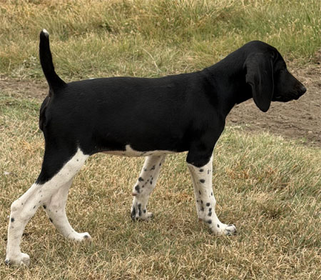 German Shorthair Hunting Dog For Sale