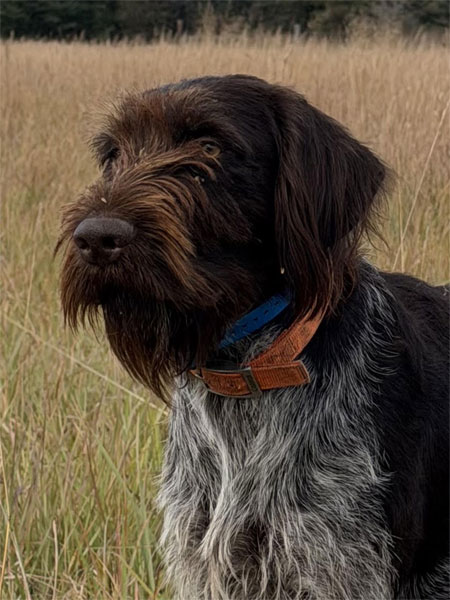 German Wirehaired Pointer Hunting Dog For Sale